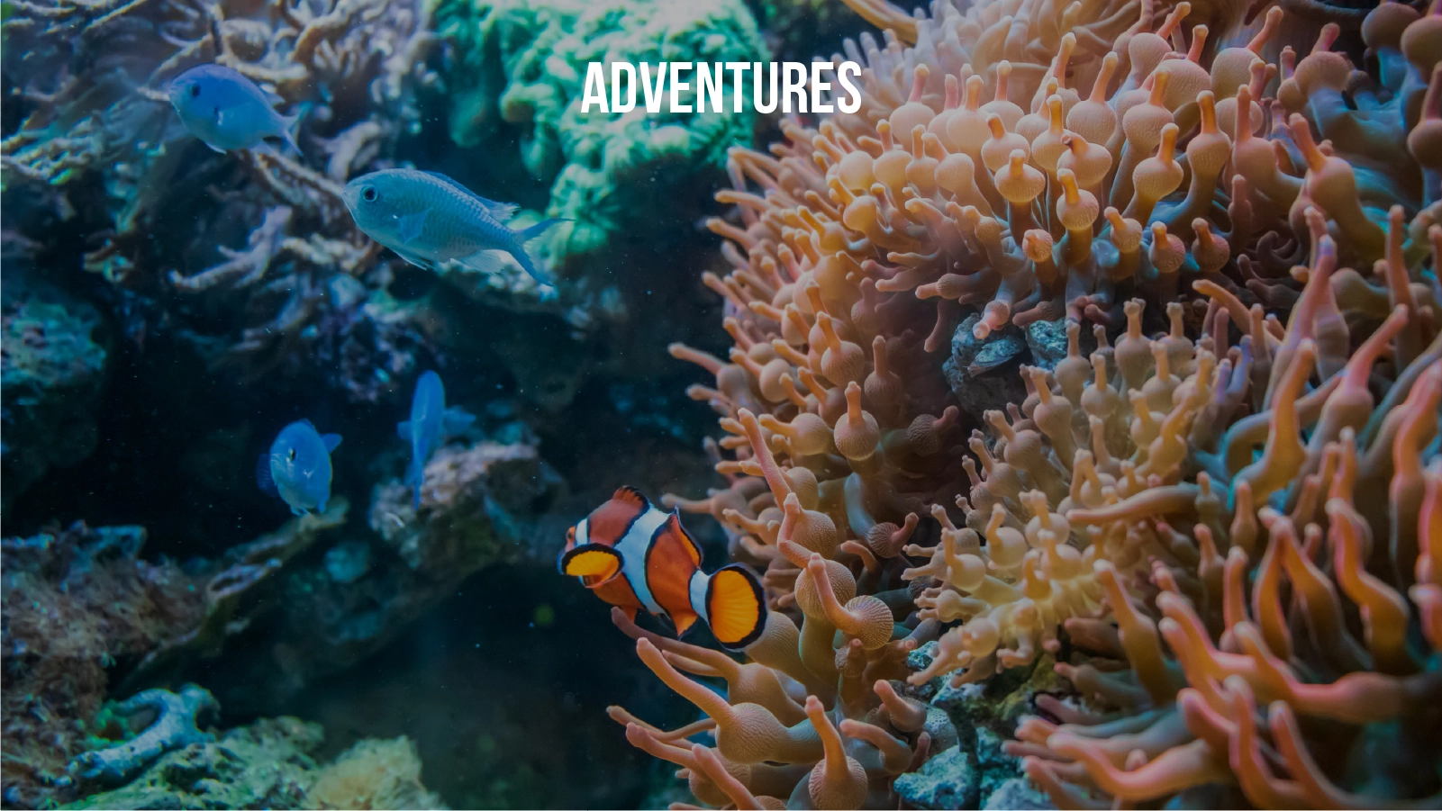 Travex adventures banner 3 of 4